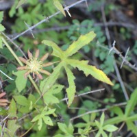 Hibiscus surattensis L.